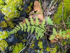 Cystopteris laurentiana