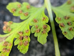 Cystopteris laurentiana