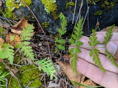Cystopteris laurentiana
