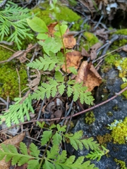 Cystopteris laurentiana