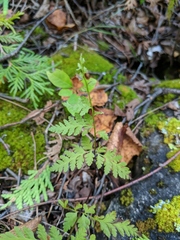 Cystopteris laurentiana