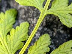 Cystopteris laurentiana