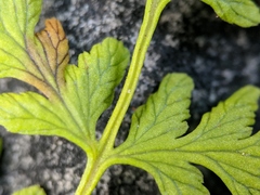 Cystopteris laurentiana