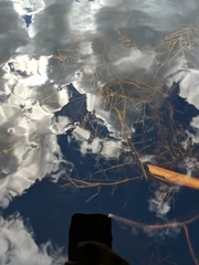 Potamogeton berchtoldii