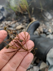 Potamogeton berchtoldii