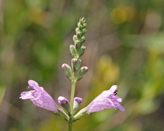 Physostegia purpurea