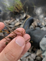 Potamogeton berchtoldii