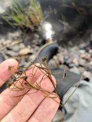 Potamogeton berchtoldii