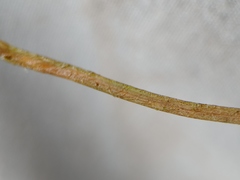 Potamogeton berchtoldii