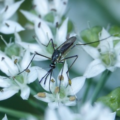 Toxorhynchites rutilus septentrionalis