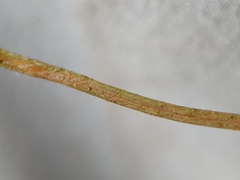 Potamogeton berchtoldii