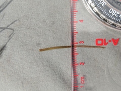 Potamogeton berchtoldii