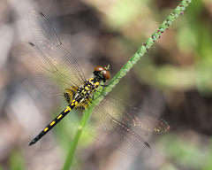 Celithemis ornata
