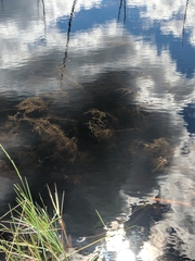 Potamogeton berchtoldii