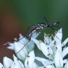 Toxorhynchites rutilus septentrionalis