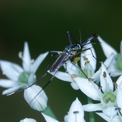 Toxorhynchites rutilus septentrionalis
