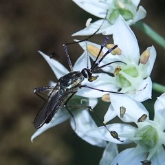 Toxorhynchites rutilus septentrionalis
