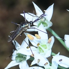 Toxorhynchites rutilus septentrionalis