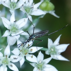 Toxorhynchites rutilus septentrionalis