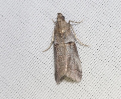 Acrobasis comptella