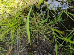 Eleocharis intermedia