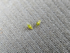 Eleocharis intermedia