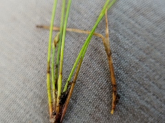 Eleocharis intermedia