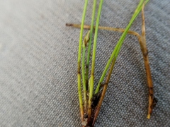 Eleocharis intermedia