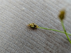 Eleocharis intermedia