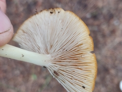Marasmius strictipes