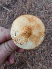 Marasmius strictipes