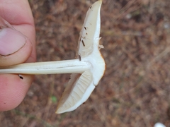 Marasmius strictipes