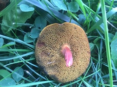 Hortiboletus rubellus