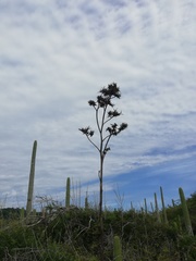 Agave karwinskii
