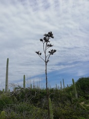 Agave karwinskii