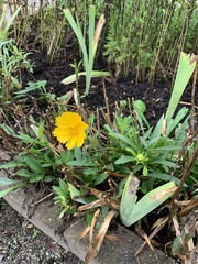 Cosmos sulphureus