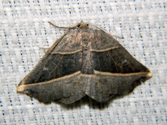 Metanema determinata