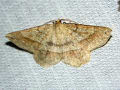 Euchlaena tigrinaria