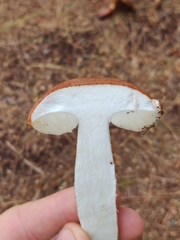 Leccinum