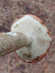 Leccinum