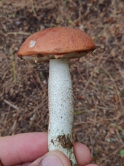Leccinum
