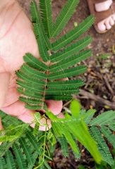 Senegalia berlandieri