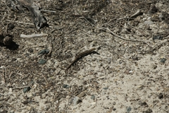 Morethia lineoocellata