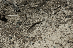 Morethia lineoocellata