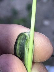 Setaria viridis viridis