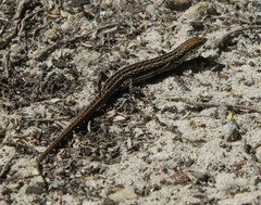 Morethia lineoocellata