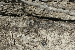 Morethia lineoocellata