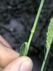 Setaria viridis viridis