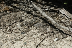 Morethia lineoocellata