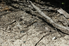 Morethia lineoocellata